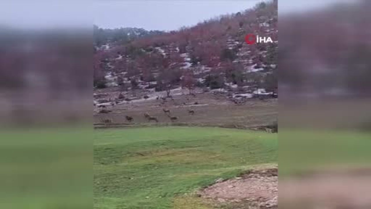 Beypazarı'nda 100'e Yakın Yaban Geyiği Yiyecek Arayışında