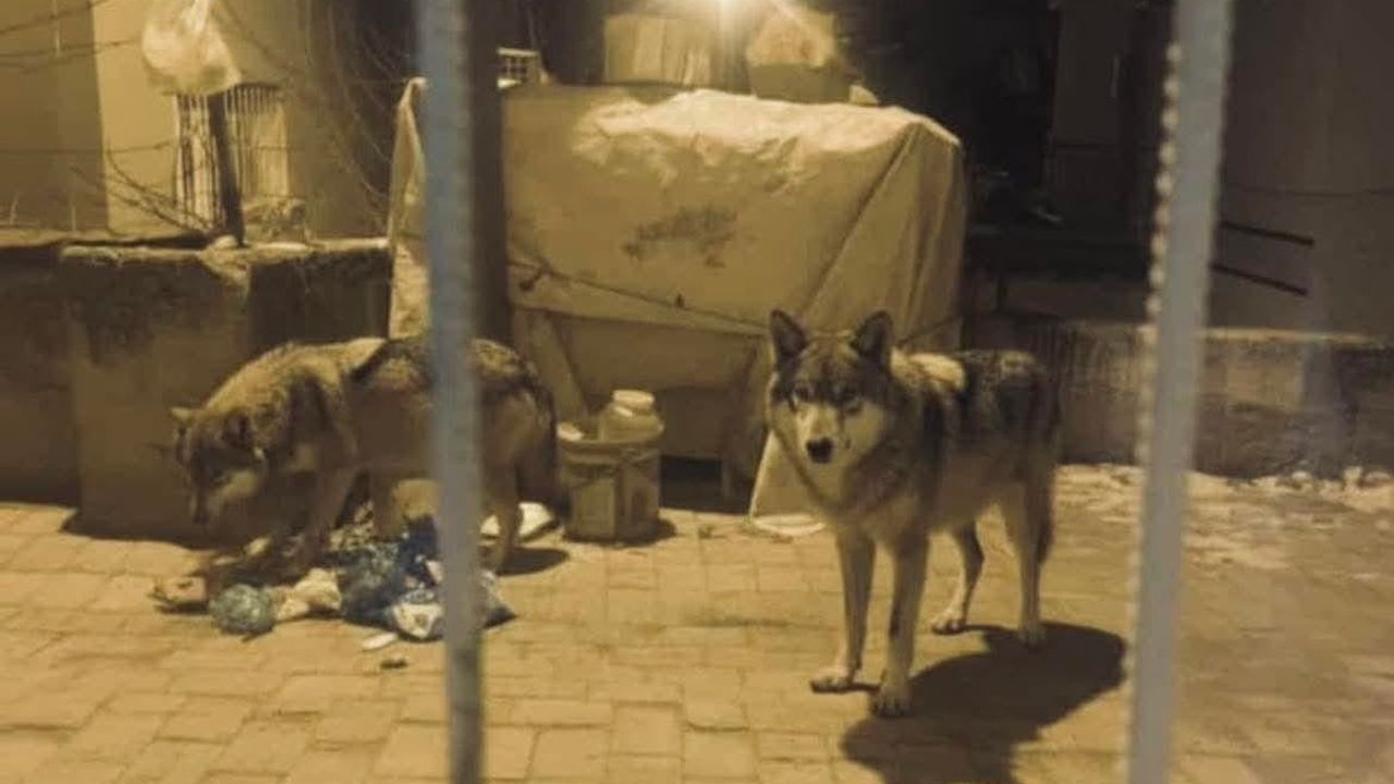 Beypazarı'nda Aç Kurtlar Şehre İndi — Çöpleri Karıştırırken Görüntülendi