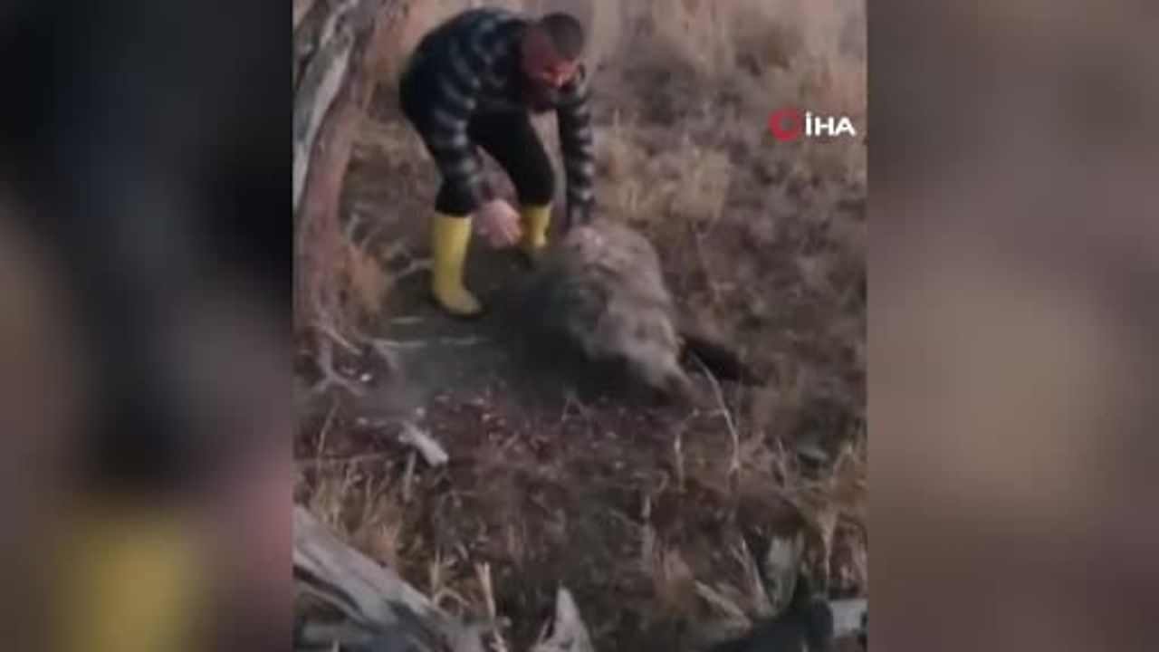 Beyşehir'de 80 Kiloluk Yaban Domuzunu Ellerle Yakaladı