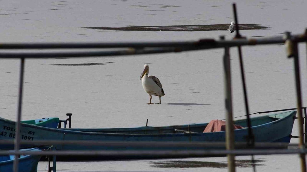 Beyşehir Gölü'nde Pelikanlar Buzlu Kıyılarda Görüntülendi