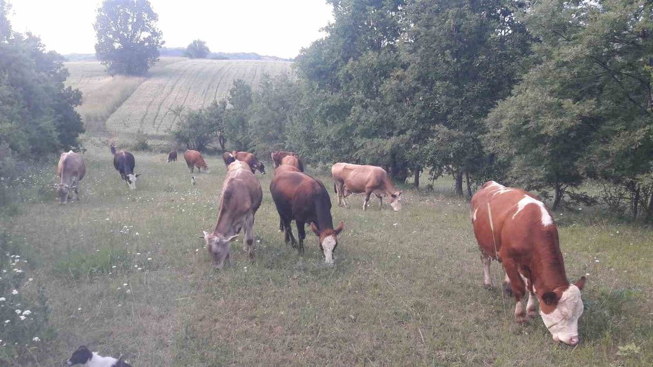 Bilecik Pazaryeri'de Şap Alarmı: Hayvan Giriş-Çıkışları Yasaklandı