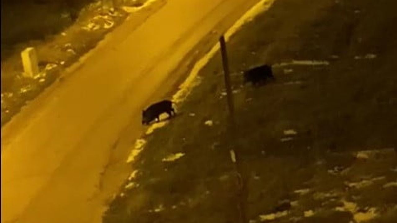 Bilecik'te Aç Kalan İki Domuz Sokaklarda Görüntülendi