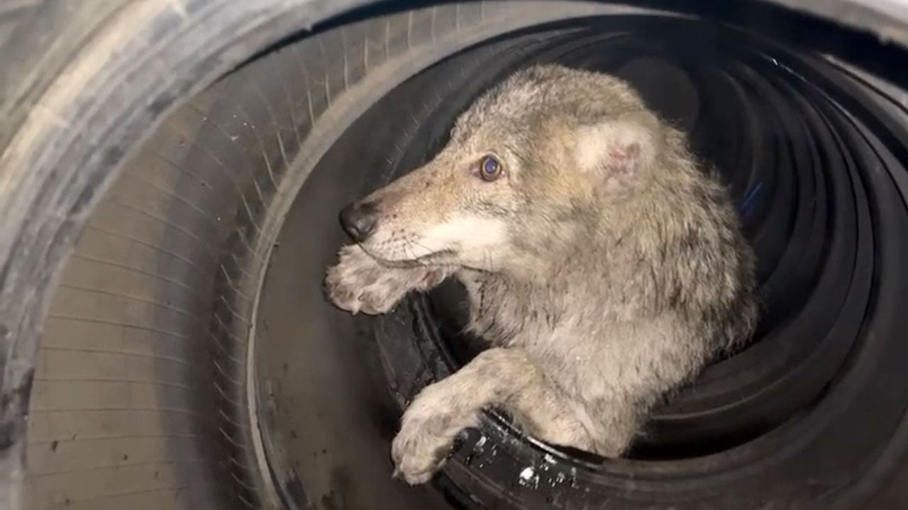 Bingöl'de Lastikçiye Giren Kurt Yakalandı