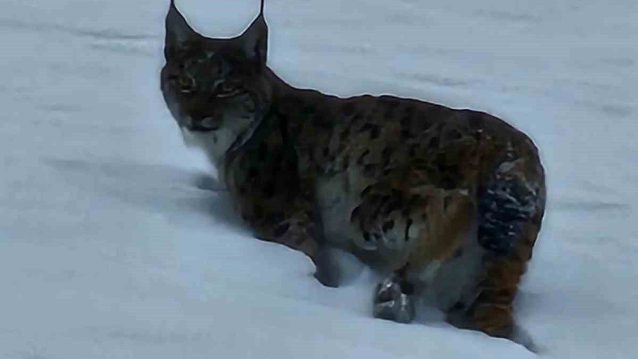 Bitlis Hizan'da Nesli Tehlikede Vaşak Görüntülendi
