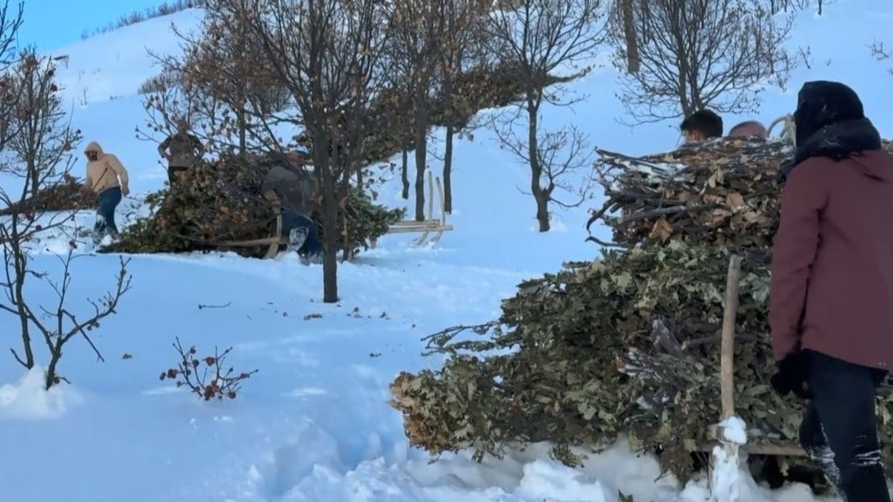 Bitlis'te Karda Kızaklı Yem Mesaisi: Başhan Köyü'nde Meşe Dalları Hayvanlara İndiriliyor