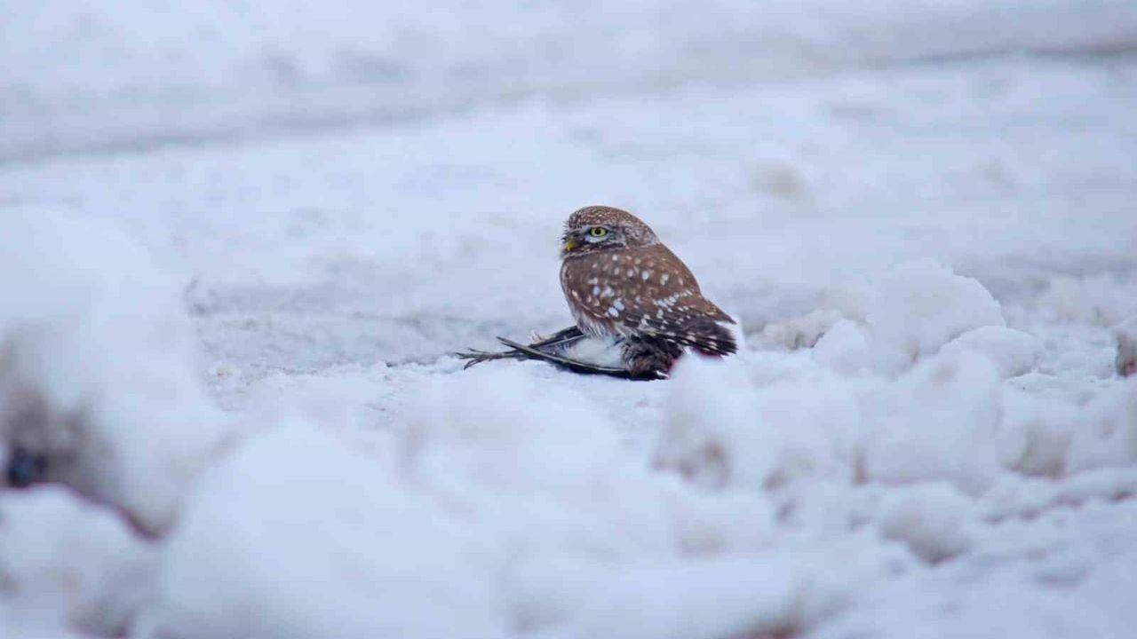 Bitlis'te Sert Kış: Kukumav Su Çulluğunu Gündüz Avladı