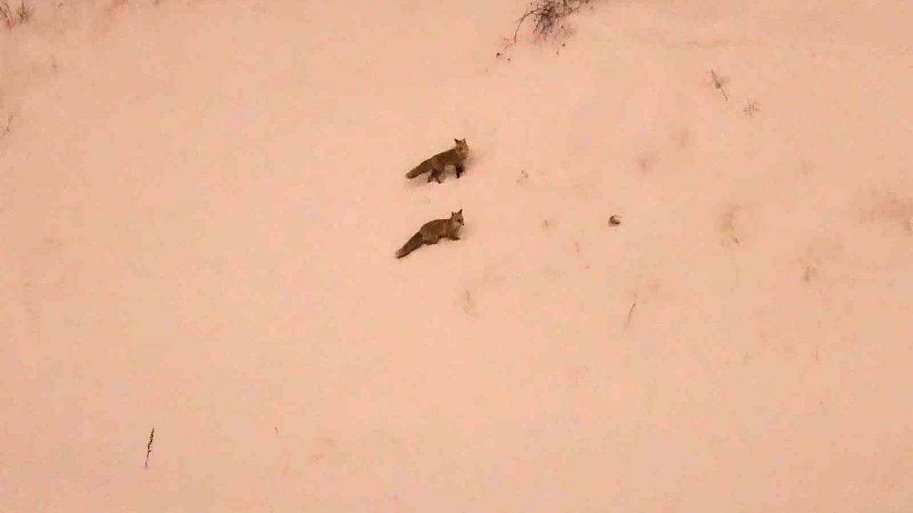 Bitlis'te Yoğun Kar: Tilkiler ve Kurtlar Yerleşimlere İndi