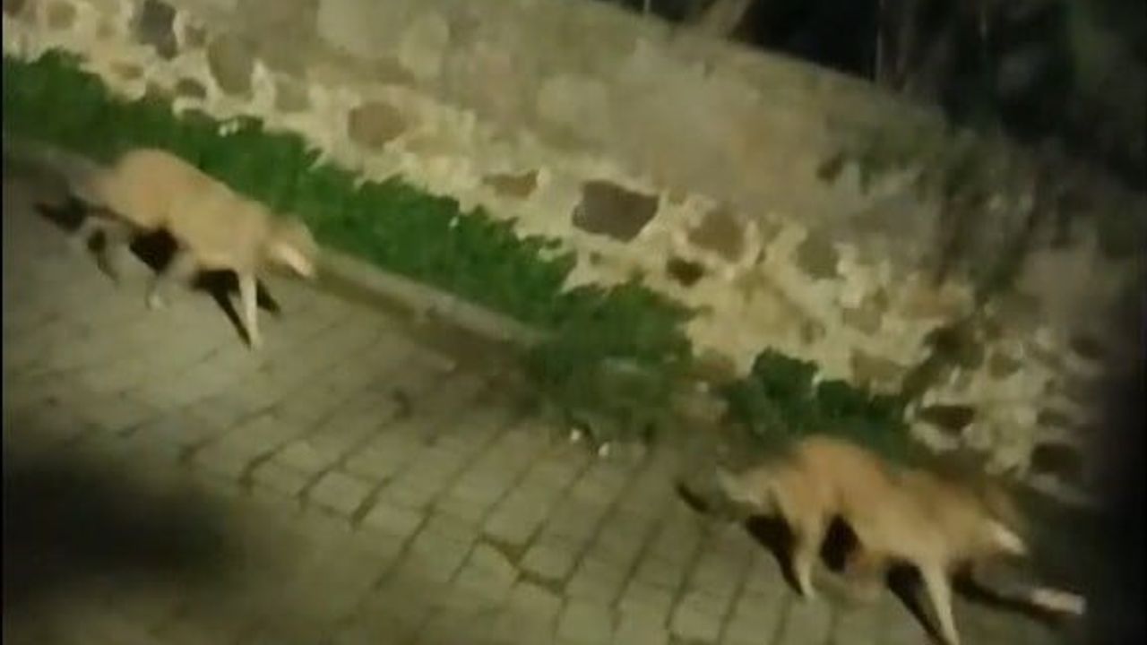 Bodrum'da Kurt Sürüsü Görüntülendi — Turgutreis'te Uyarı