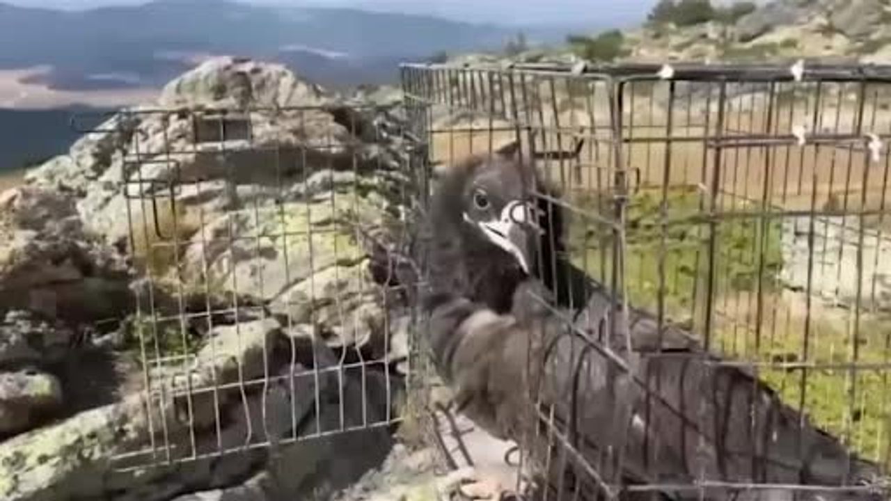 Bolu'da 132 Yaban Hayvanı Tedavi Edilip Doğaya Salındı