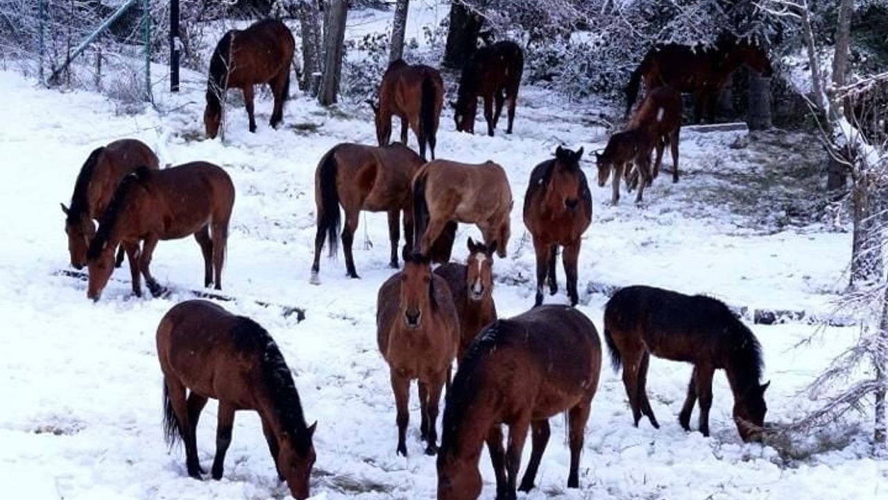 Bolu'da Kar Mağduru Yılkı Atları Belediye Ekipleri Tarafından Beslendi