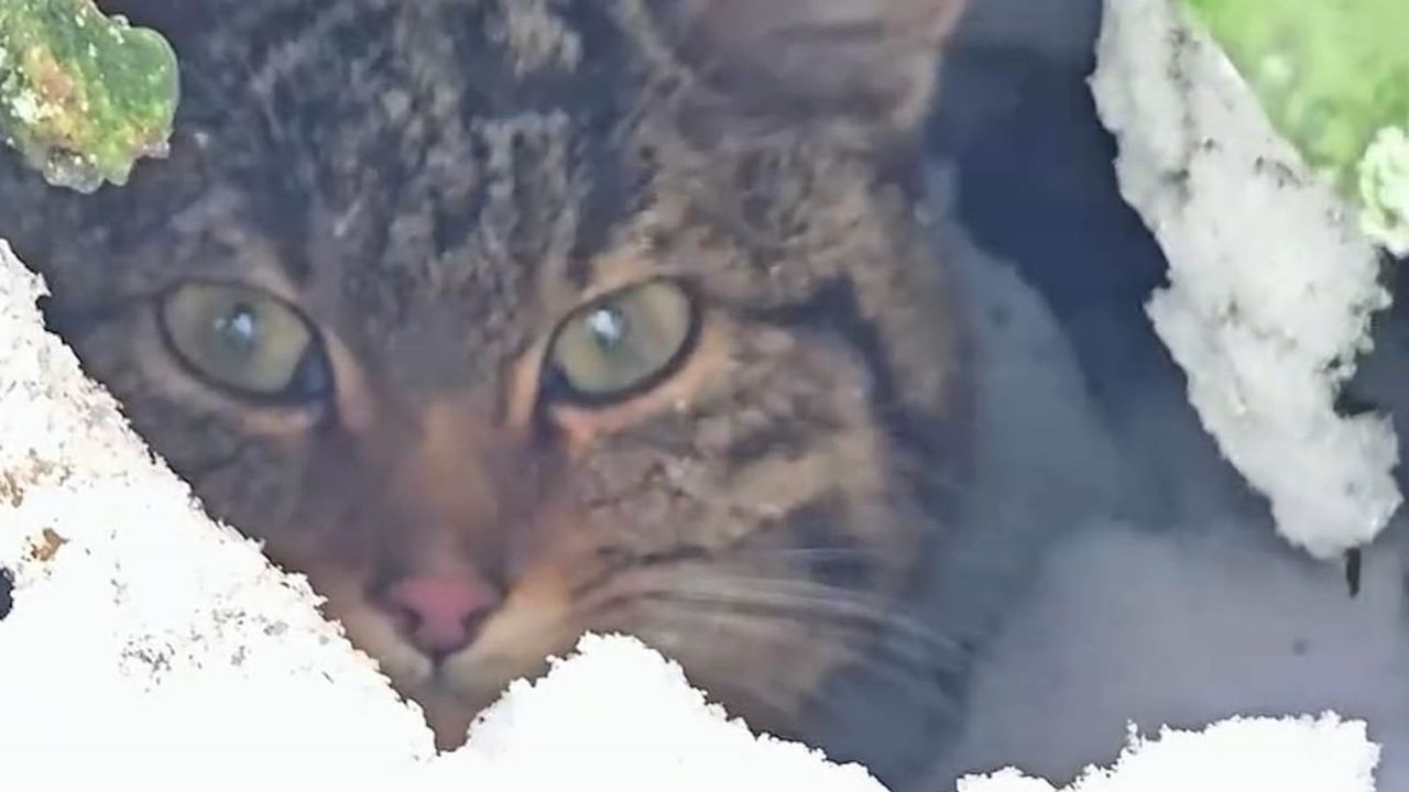 Bolu'da Karlar Arasında Yaban Kedisi Görüntülendi