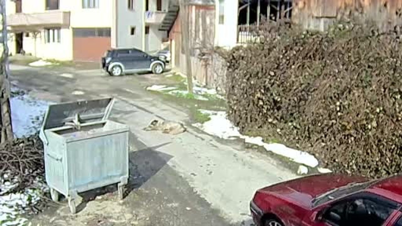 Bolu'da Köpeği Ezen Sürücü Yakalandı