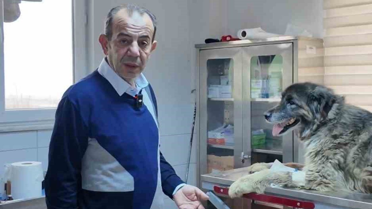 Bolu'da Köpeğin Röntgeninde 300-400 Saçma Ortaya Çıktı