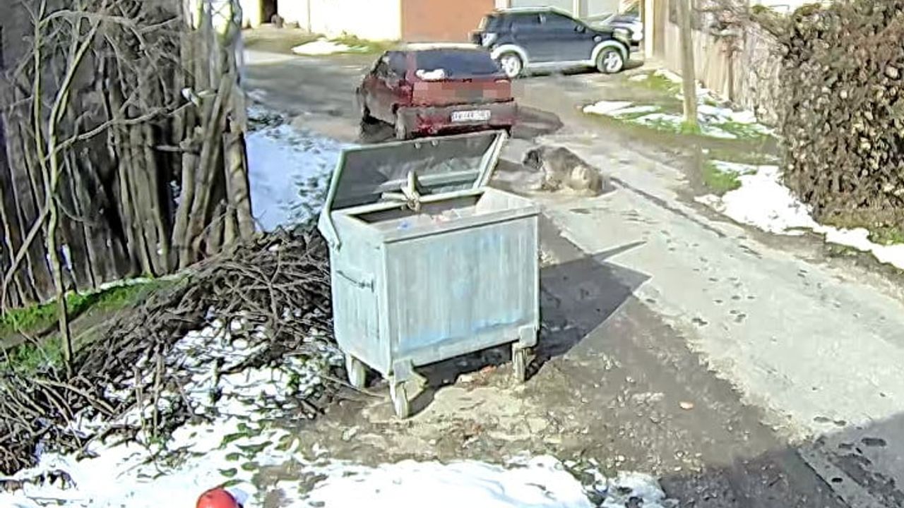 Bolu'da Sürücü Yolda Yatan Köpeği Ezdi — Güvenlik Kamerası Kaydetti