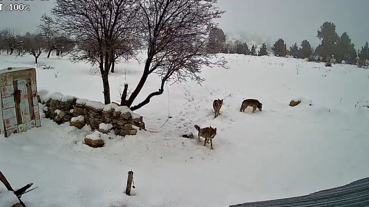 Bozyazı'da 3 Kurt Köye İndi — O Anlar Kamerada