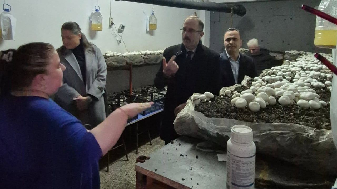 Bulancak’ta Öğrencilerin Yetiştirdiği Kültür Mantarı Hasadı