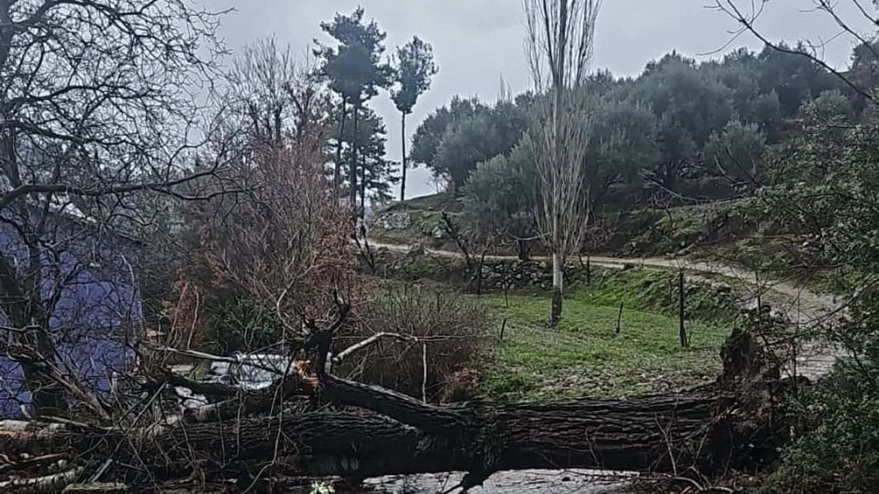 Buldan'da Asırlık Kavak Ağacı Şiddetli Fırtınada Devrildi