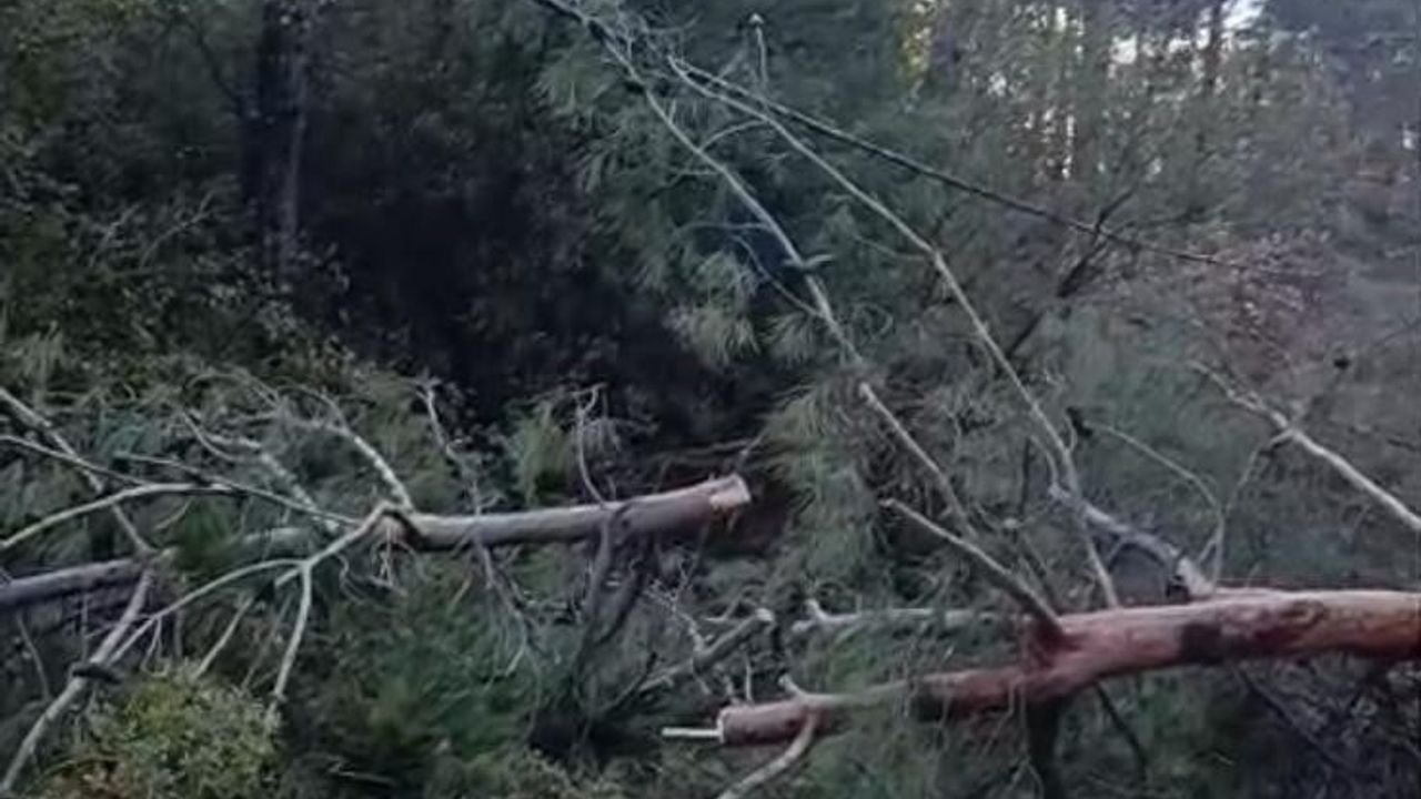 Buldan’da Fırtına: Çam ve Kavak Ağaçları Yolu Kapattı