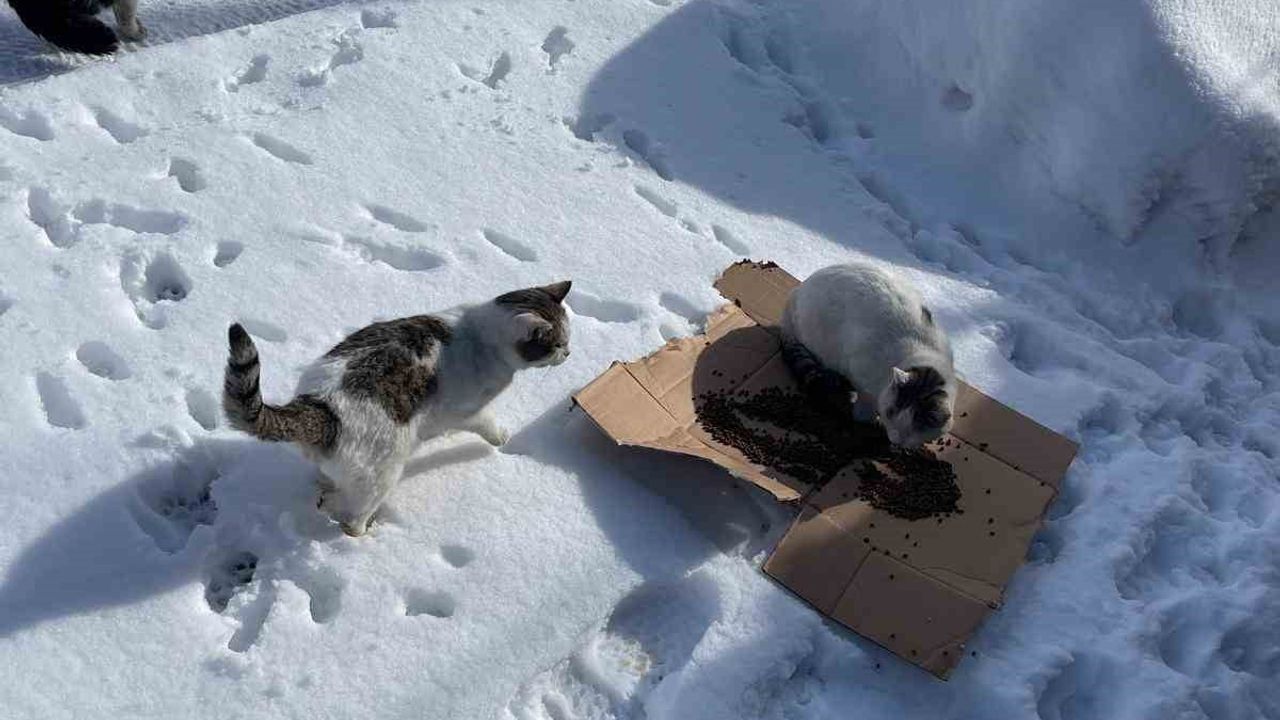 Bünyan Belediyesi'nden Sokak Hayvanlarına Mama Desteği
