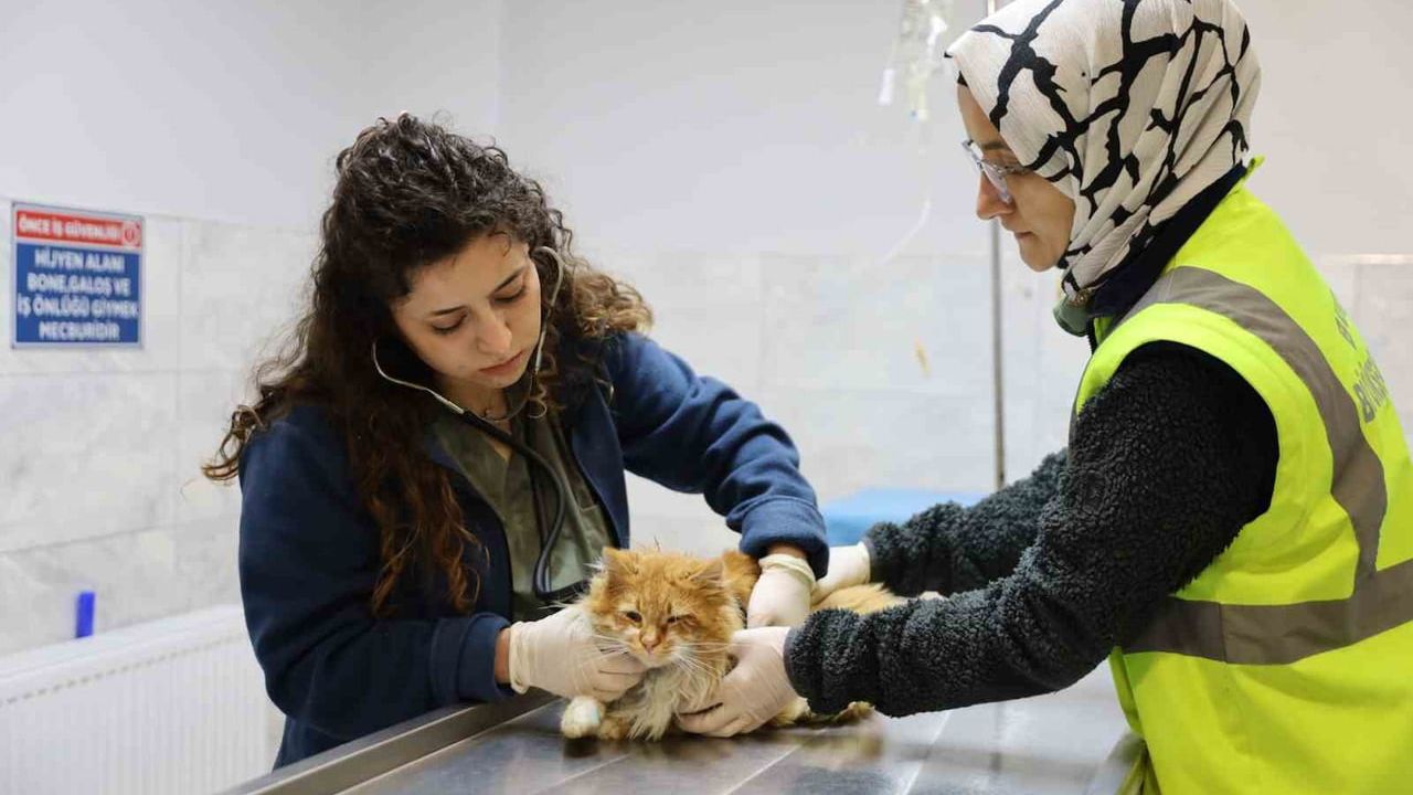 Bursa Büyükşehir 2025'te 226 Sokak Hayvanını Yeni Yuvalara Kavuşturdu