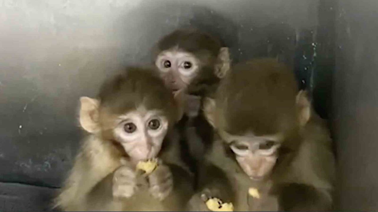 Bursa'da 3 Makak Maymunu Koruma Altına Alındı