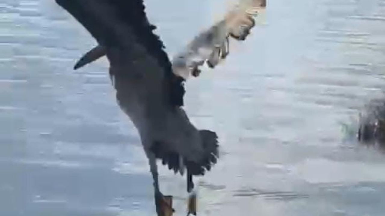 Bursa'da Ak Pelikan 5 Ay Rehabilitasyonun Ardından Karacabey’te Doğaya Salındı