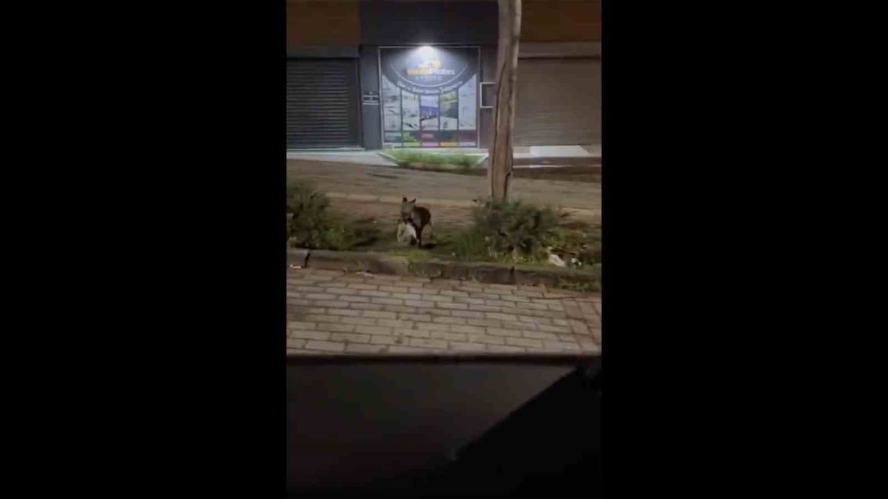 Bursa'da Gece Yarısı Tilki Üçevler'de Ağzında Kediyle Görüntülendi