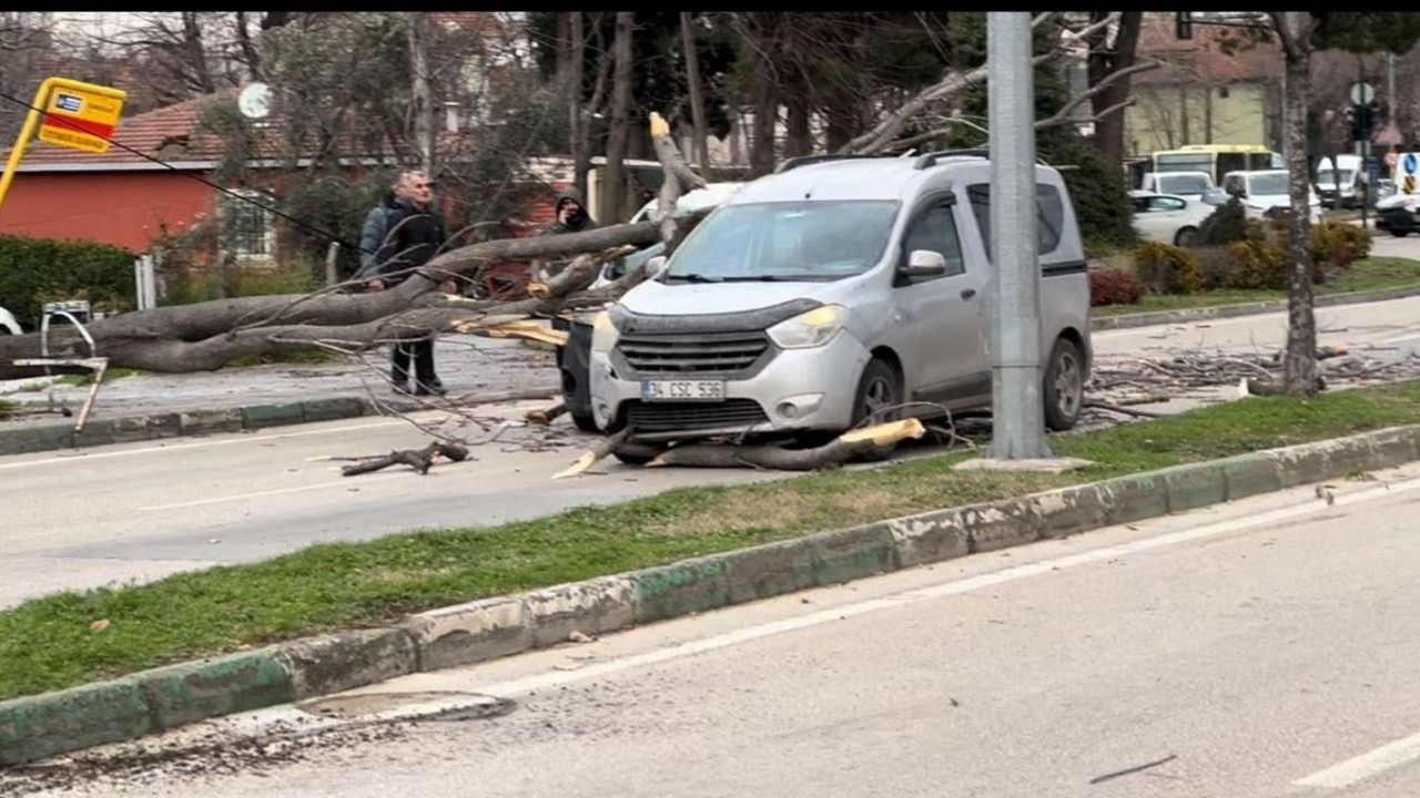 Bursa'da Lodos Ağaçları Devirdi, İki Araç Üzerine Düştü