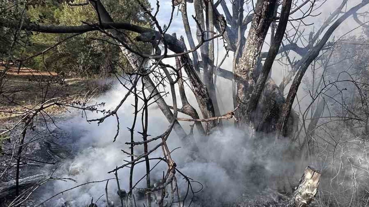 Bursa Mudanya'da Çalı Yangını İtfaiyenin Hızlı Müdahalesiyle Söndürüldü