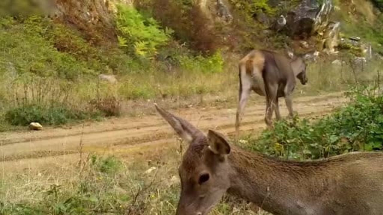 Bursa Uludağ'da Fotokapanlara Yansıyan Kızıl Geyikler