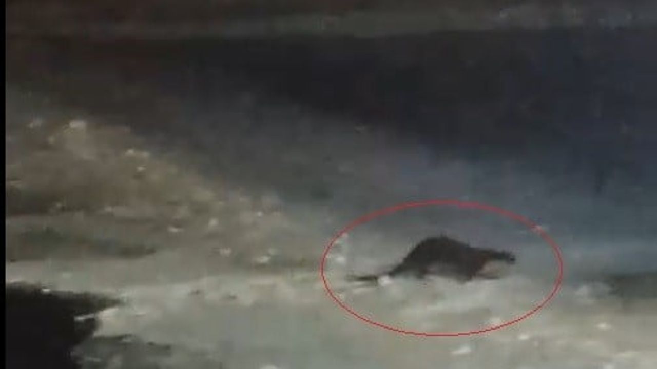 Buzlu Çoruh’ta Su Samuru Heyecanı: Arpalı’da 'Gel Gel' Çağrısı