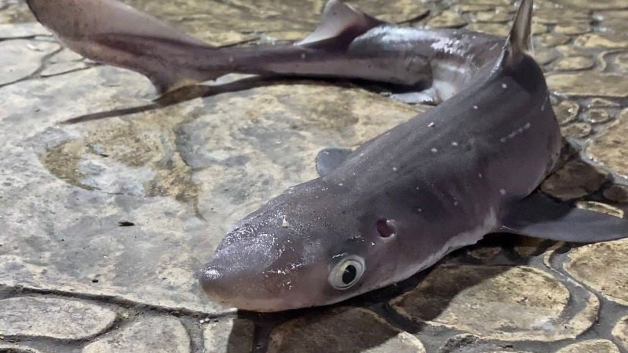 Camgöz köpekbalıkları Karadeniz'de oltalara indi — Bulancak'ta tepkiler