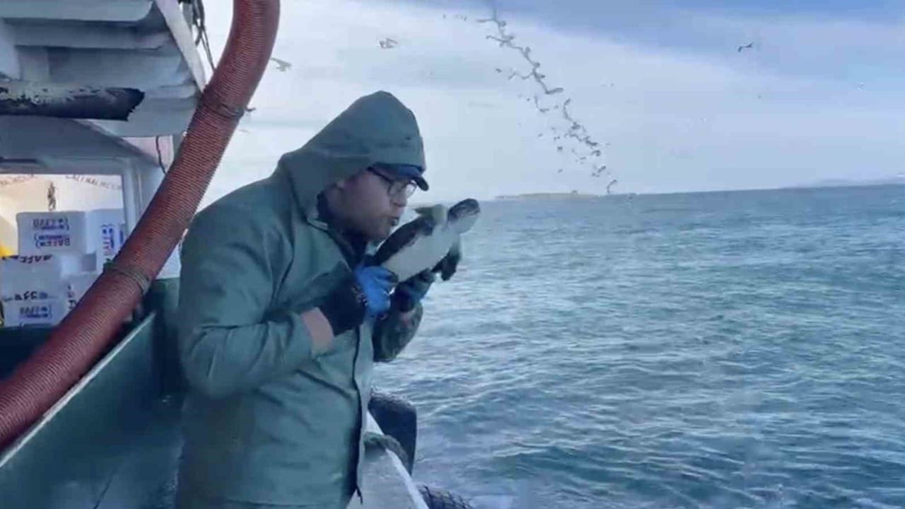 Çanakkale'de Balıkçılar Yavru Caretta Carettayı Kurtardı