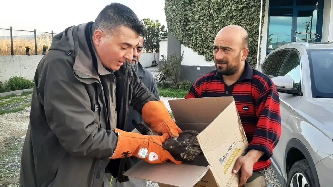 Çanakkale'de Yaralı Şahin DKMP Ekiplerince Koruma Altına Alındı