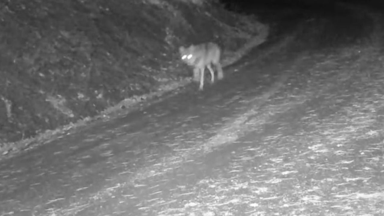 Çankırı'da fotokapanlar karla kaplı doğada yaban hayvanlarını kaydetti