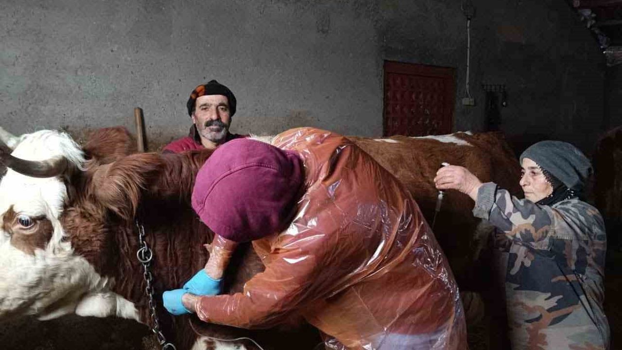 Çemişgezek’te Anıl Köyü Yolu Açıldı — Hasta İneğe Zamanında Veteriner Müdahalesi