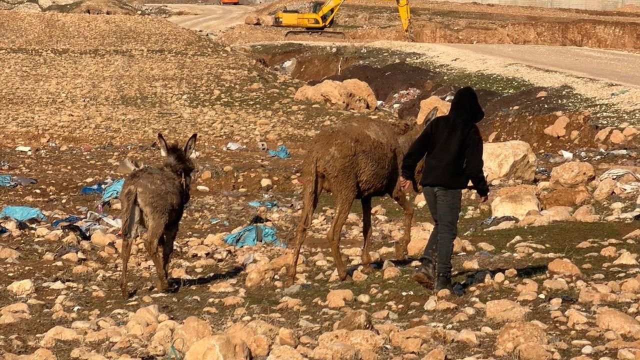 Cizre'de İtfaiye İki Eşeği Bataklıktan Kurtardı