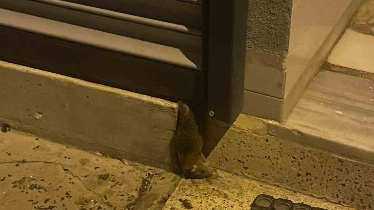 Çorlu'da Fare İstilası: Terkedilmiş Dükkan Sokakları Kötü Kokuya Boğdu