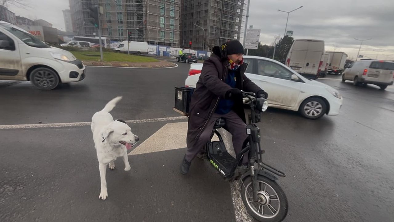 Çorlu'da 'Karagöz' Peşini Bırakmıyor: Çarşıdan Pazara Sadık Köpek