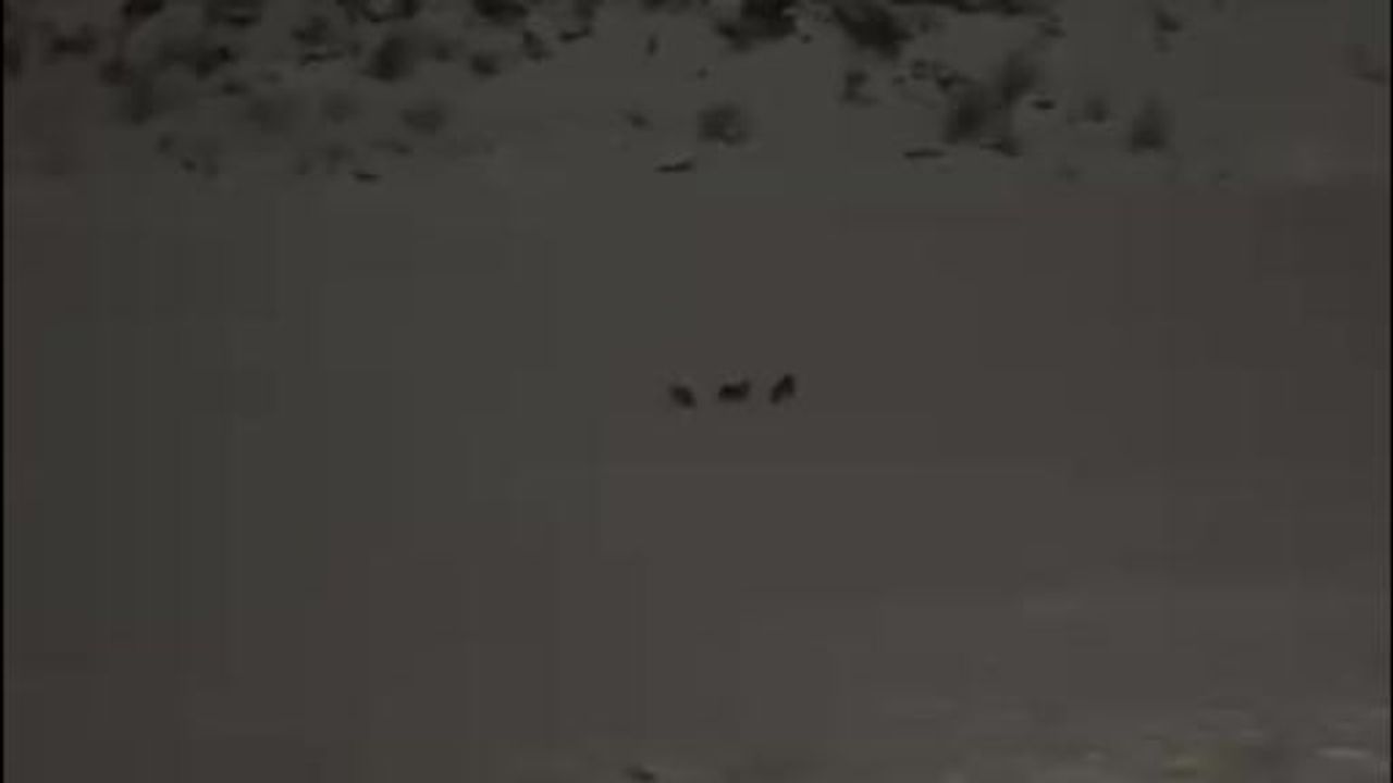 Çukurca'da Kurt Sürüleri Kar Altında Görüntülendi