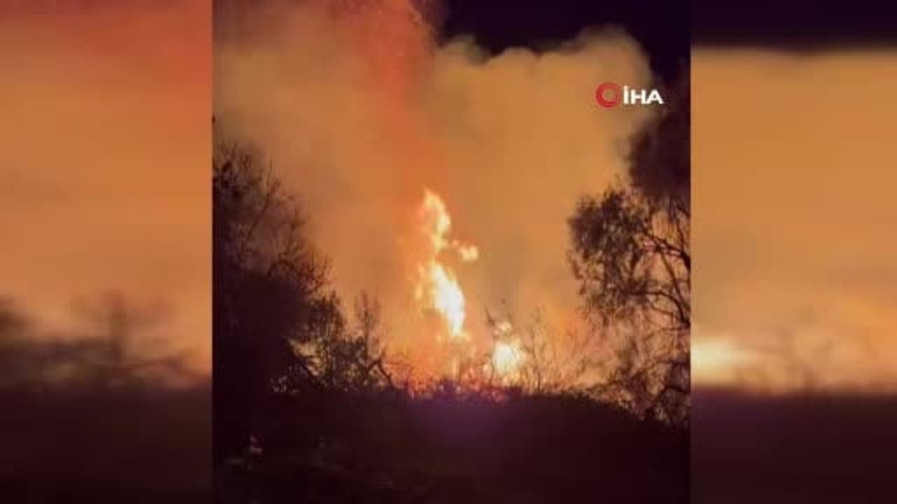 D-400'de Okaliptüs Yangını Manavgat'ta Ucuza Atlatıldı
