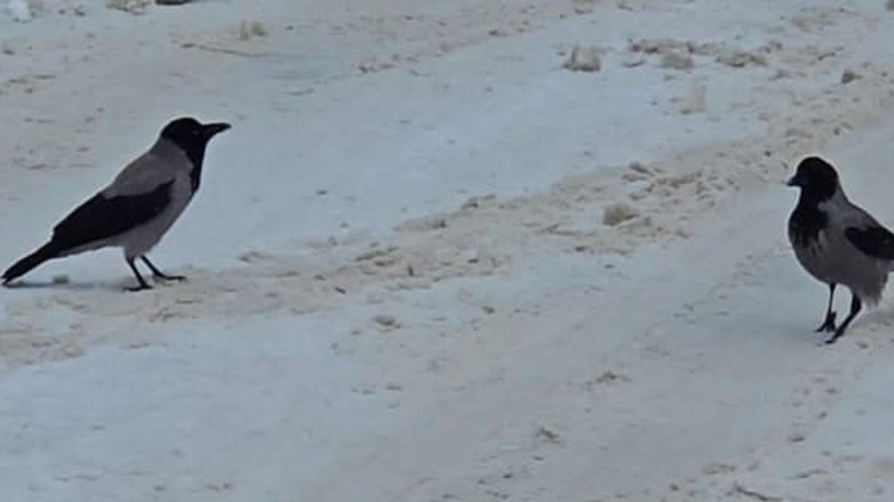 Darende'de Karla Gelen Açlık: Kargalar Sokaklara İndi