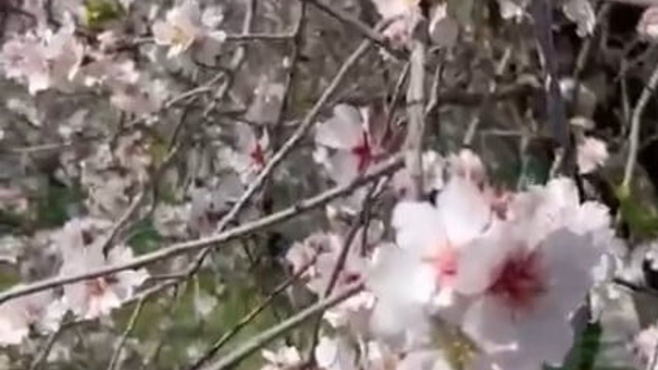 Datça'da Badem Çiçekleri Erken Bahar Sürprizi — 12-15 Şubat