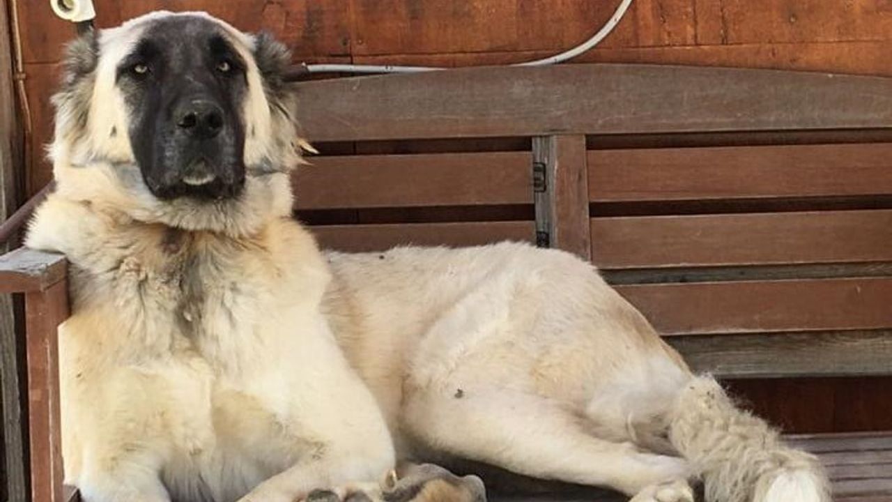 Datça'da meskun mahalde köpek vuruldu: İnceleme başlatıldı