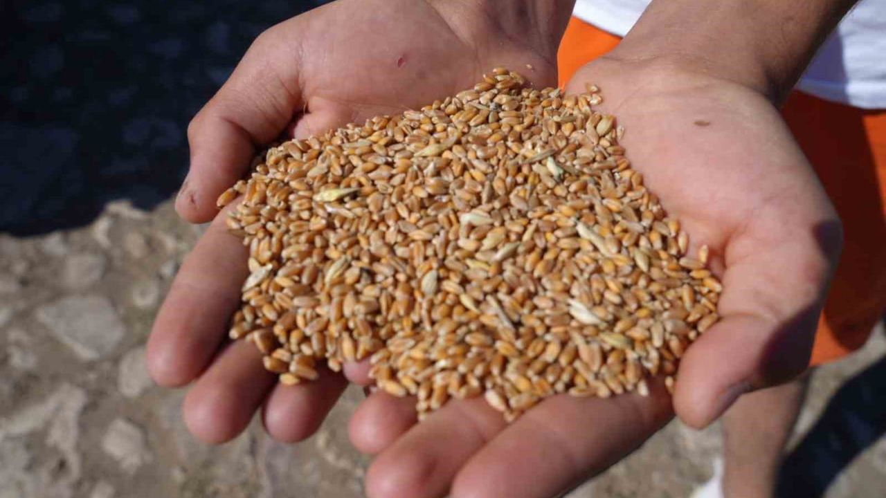 Demirözü'de Çiftçilere Yüzde 100 Hibeli Üretim Desteği