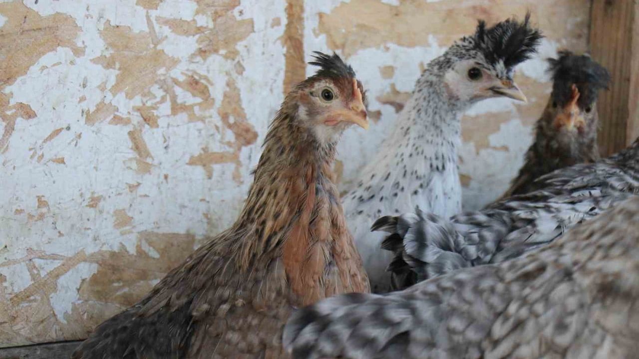 Denizli'de mermer fabrikasında egzotik tavuk yetiştiriciliği