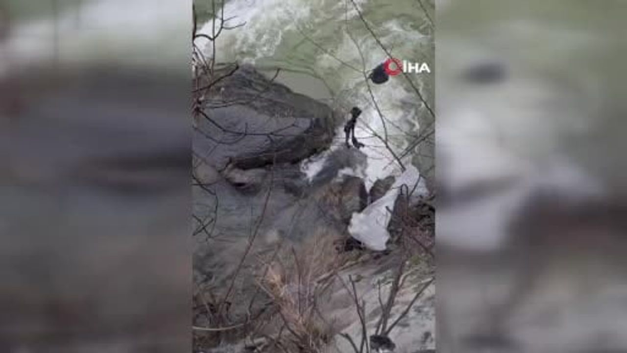 Dereli'de Aksu Deresi'nde Mahsur Kalan Köpek Kurtarıldı