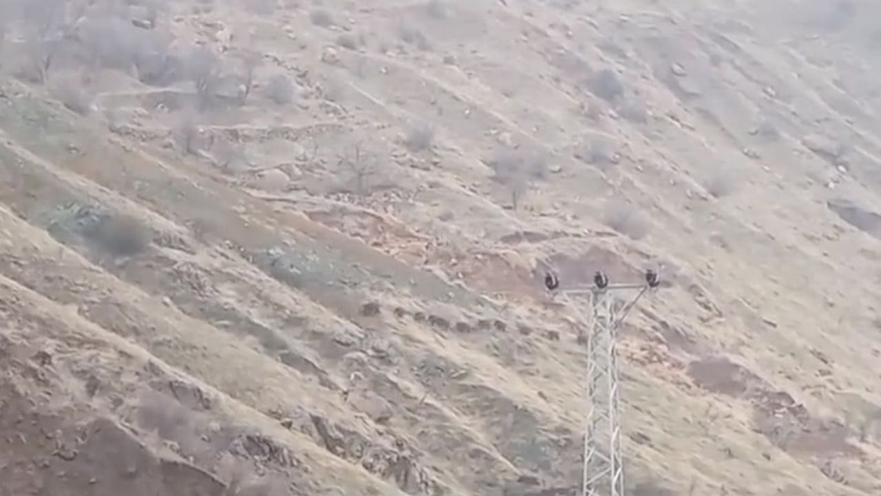 Diyarbakır Çermik'te Aç Domuz Sürüsü Yerleşime İndi