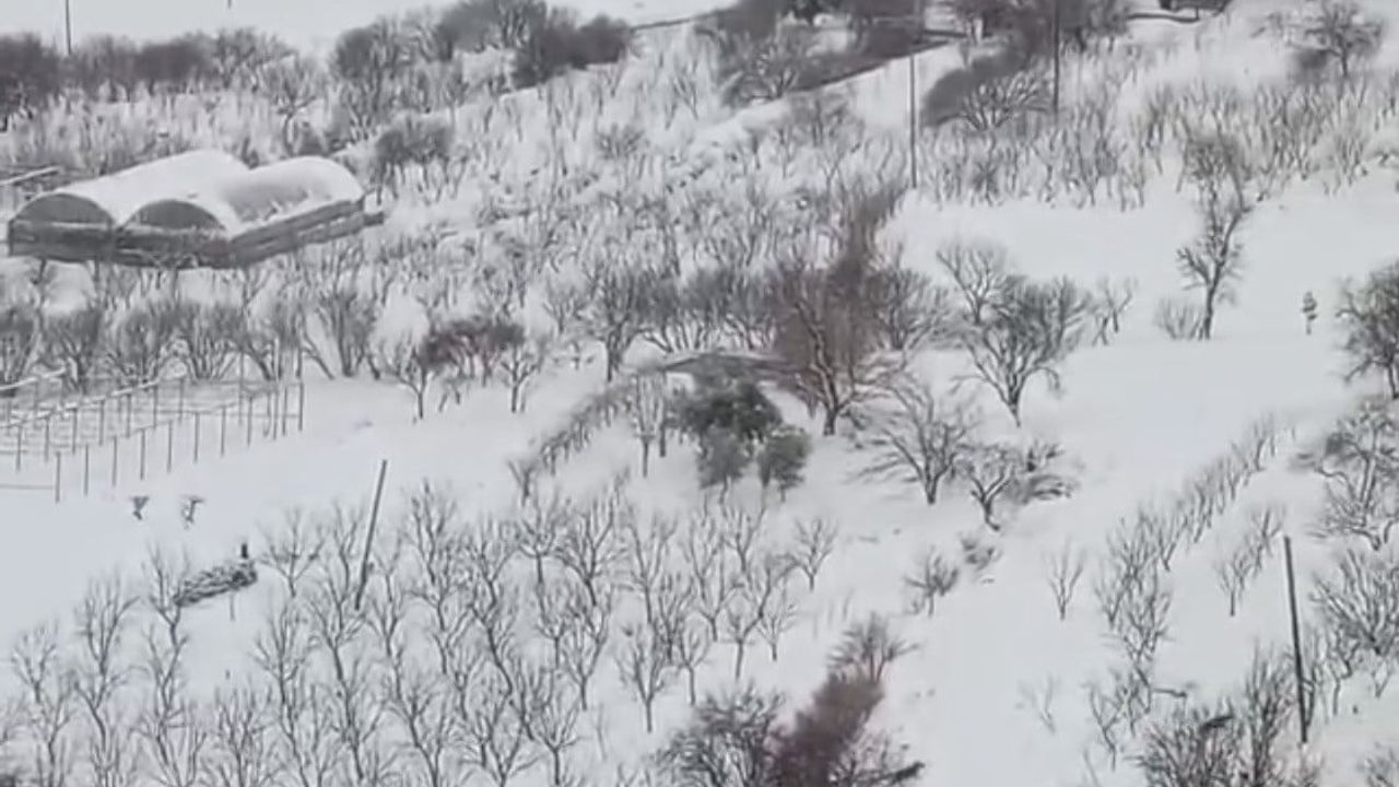 Diyarbakır Çermik'te Aç Kurt Sürüsü Yerleşime İndi