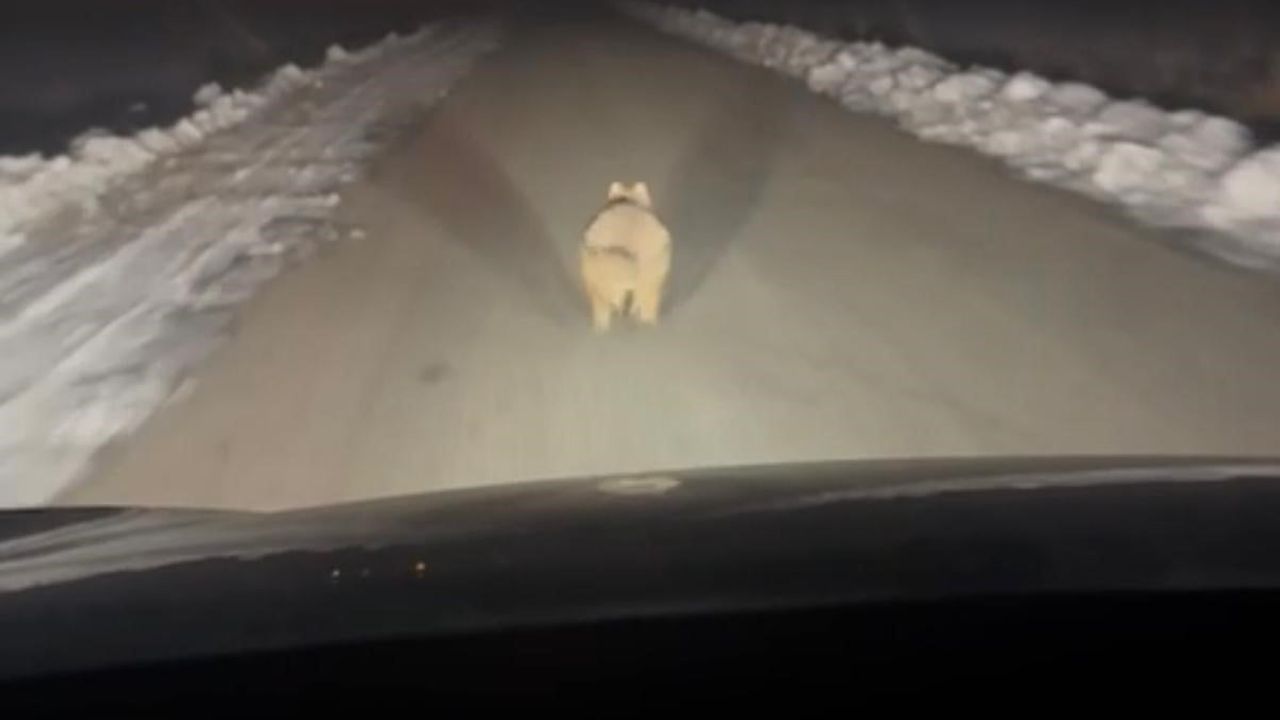 Diyarbakır Çınar'da Kurt Mahalleye İndi — Araç Önünde Kilometrelerce Koştu